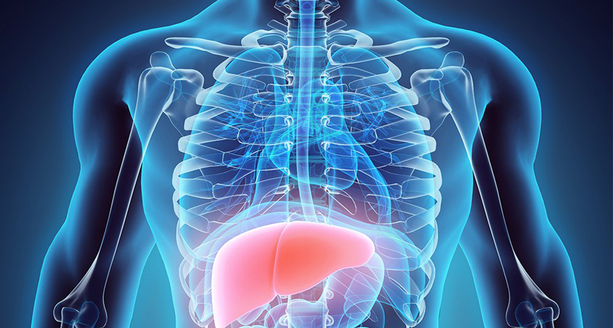 Organ Hati Sebagai Organ Penting Kesehatan Tubuh
