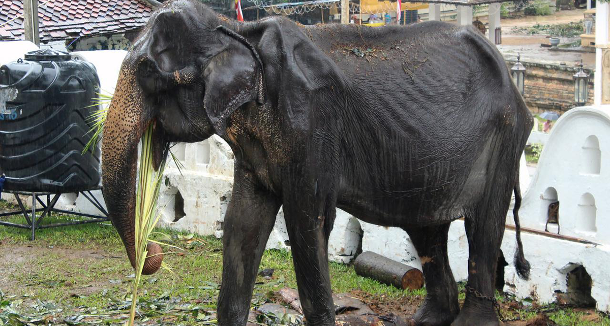 Potret Gajah Kurus Kering Dipaksa Bekerja