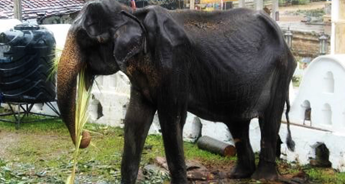 Kasus Tikiri di Sri Lanka, Berapa Berat Ideal Seekor Gajah?