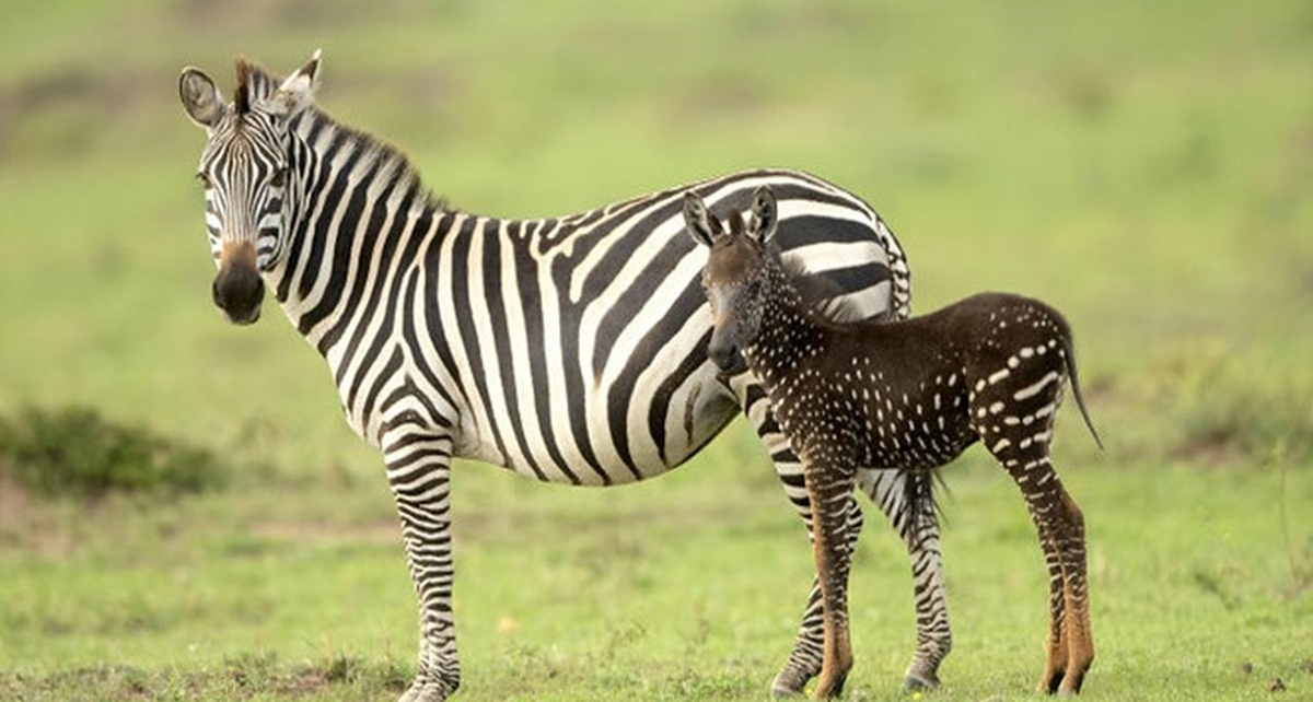 Zebra Ini Lahir Dengan Motif Yang Tak Biasa