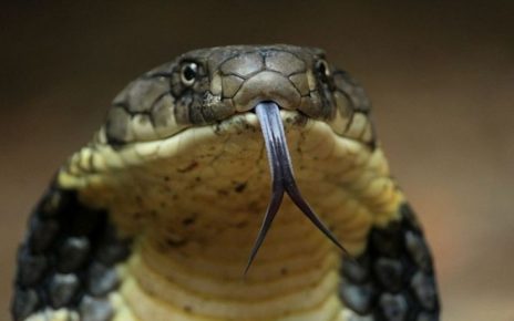 Perbedaan King Cobra Dengan Ular Kobra