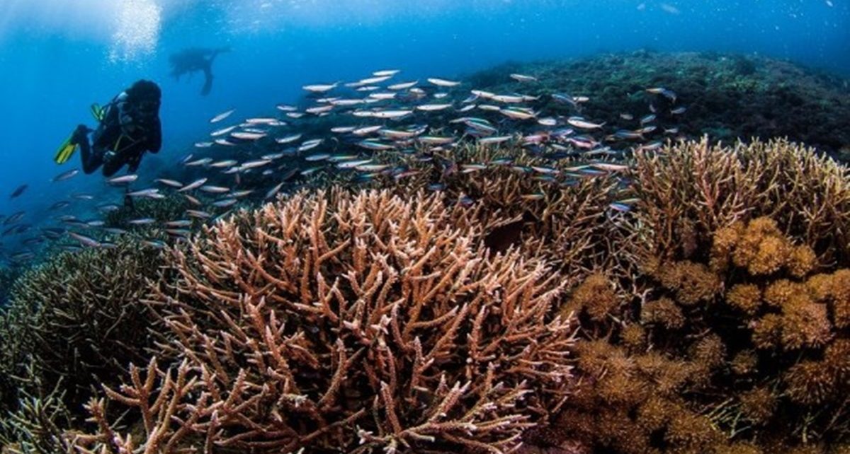 5 Spot Snorkeling di Pulau Komodo yang Hadirkan Pesona Memukau