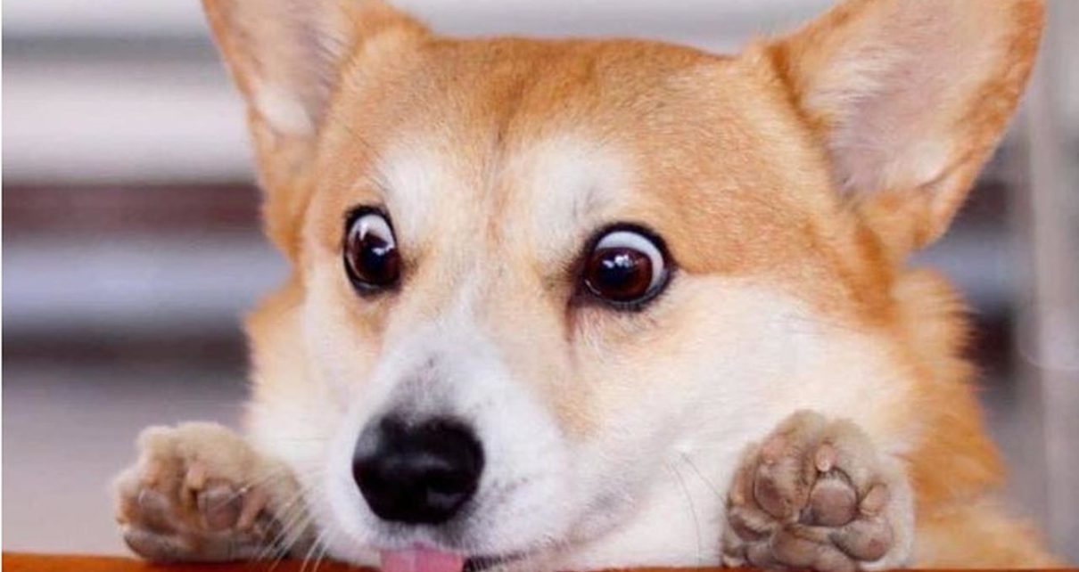 Anjing Corgi Lucu Paling Ekspresif dari Jepang