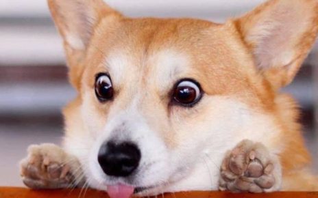 Anjing Corgi Lucu Paling Ekspresif dari Jepang