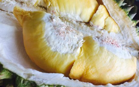 Manfaat Biji Durian Bagi Kesehatan