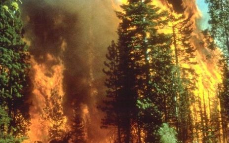 Beberapa Kebakaran Hutan Yang Paling Menghebohkan