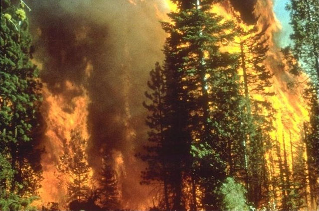 Beberapa Kebakaran Hutan Yang Paling Menghebohkan