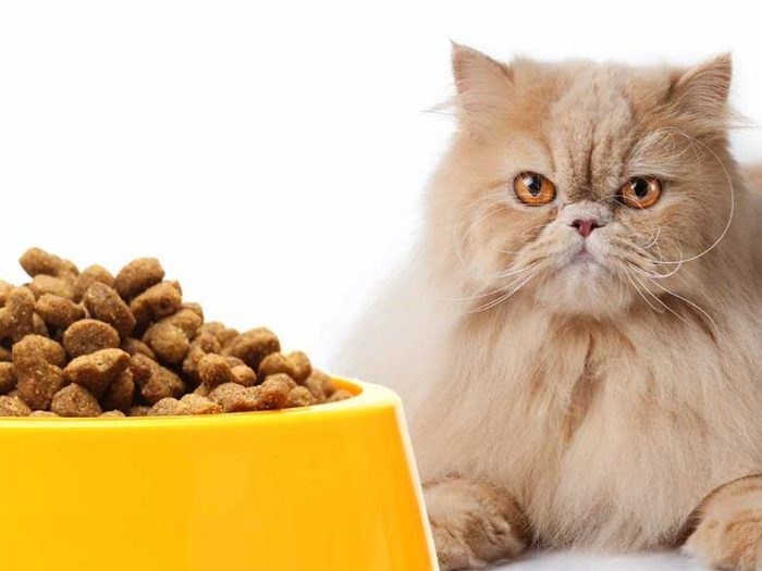 Tips Memilih Makanan Kucing 