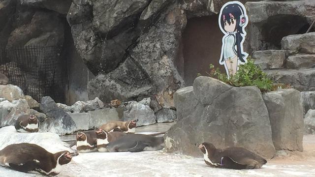 Penguin Jantan Sampai Tak Doyan Makan
